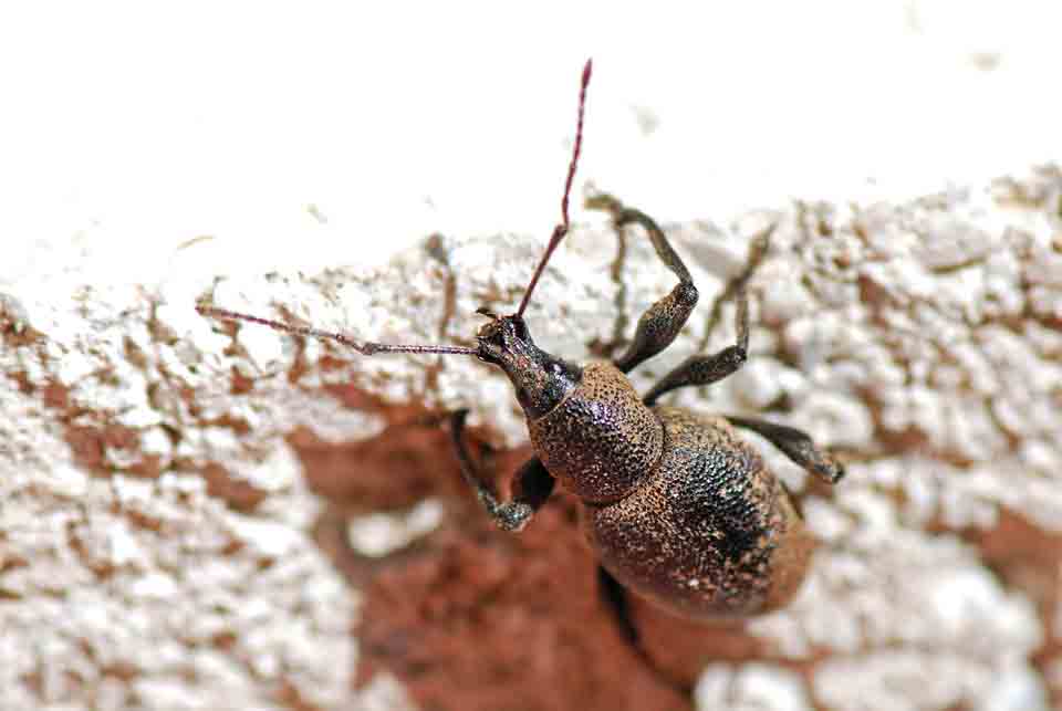 Otiorhynchus (Otiorhynchus) bisulcatus
